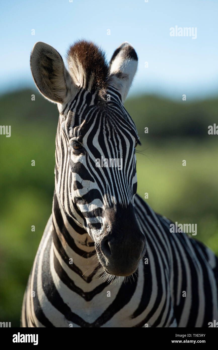 La Burchell zebre, Equus burchellii, Addo Elephant National Park, Sud Africa Foto Stock