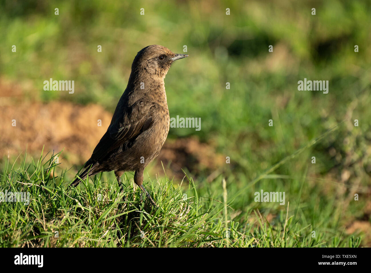 Ant-eating chat, Myrmecocichla formicivora, Addo Elephant National Park, Sud Africa Foto Stock