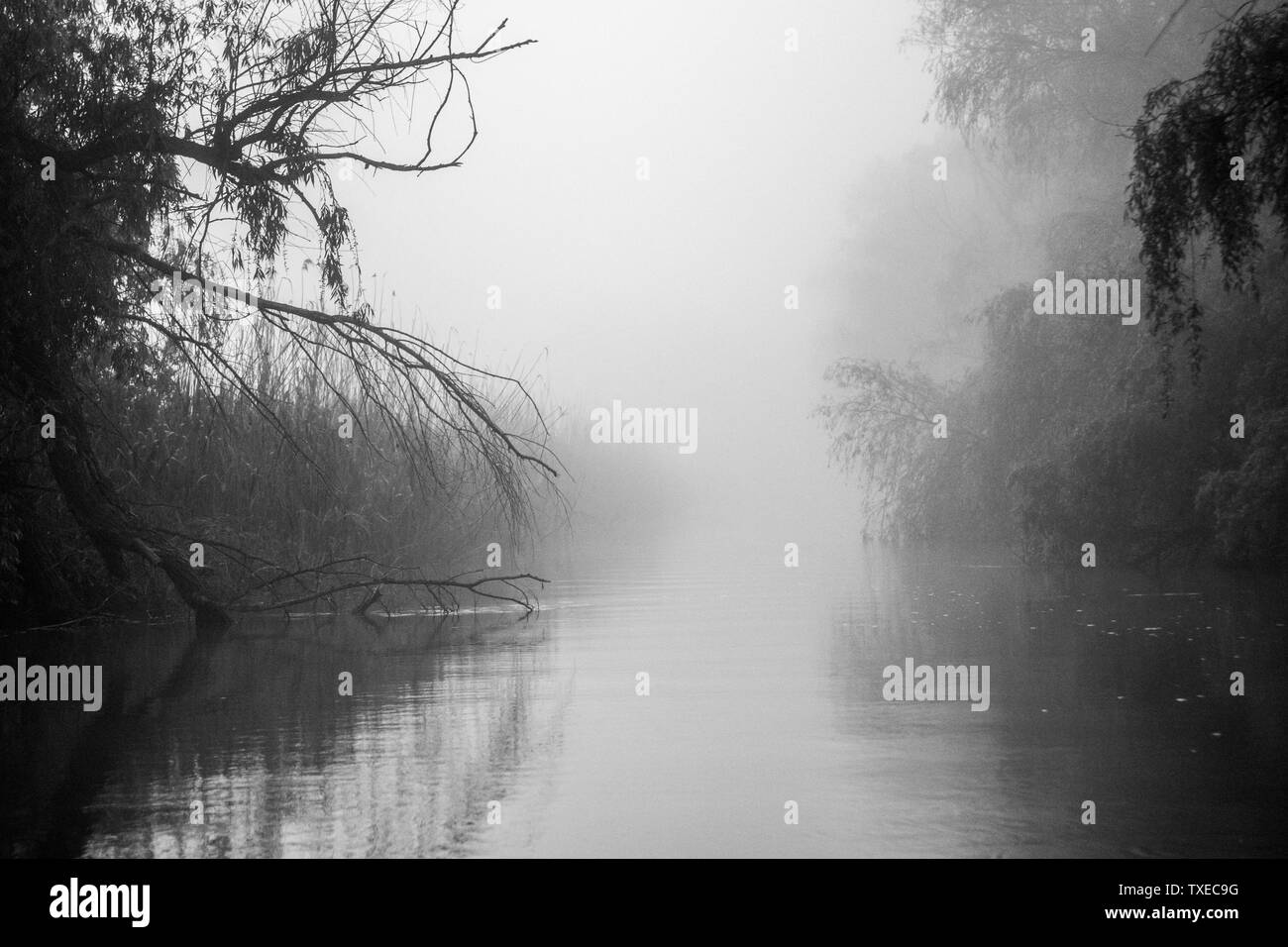 La prima luce di una nebbiosa e nebbiosa mattina creando un atmosfera pittoresca al Delta del Danubio Romania Foto Stock