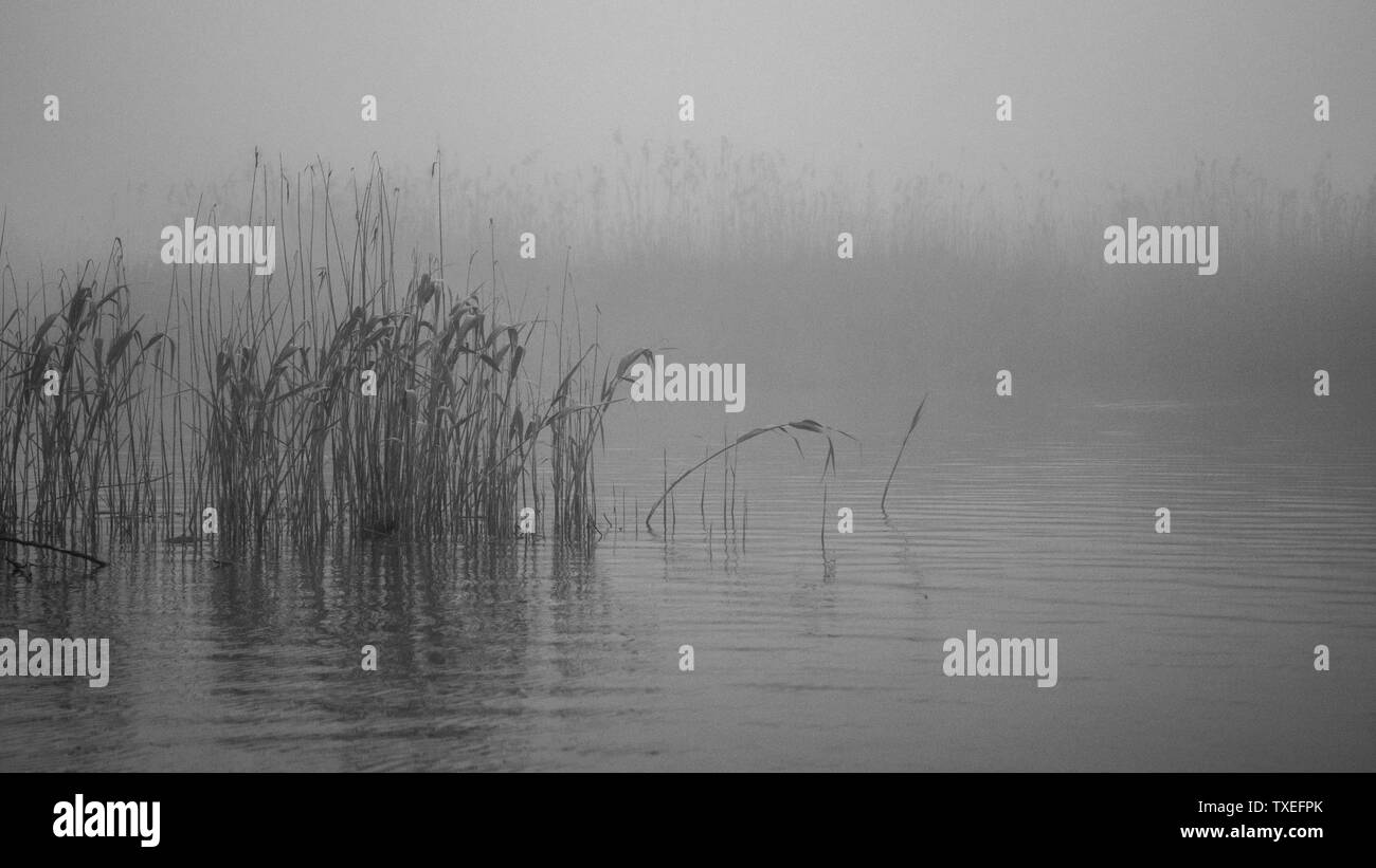 La prima luce di una nebbiosa e nebbiosa mattina creando un atmosfera pittoresca al Delta del Danubio Romania Foto Stock