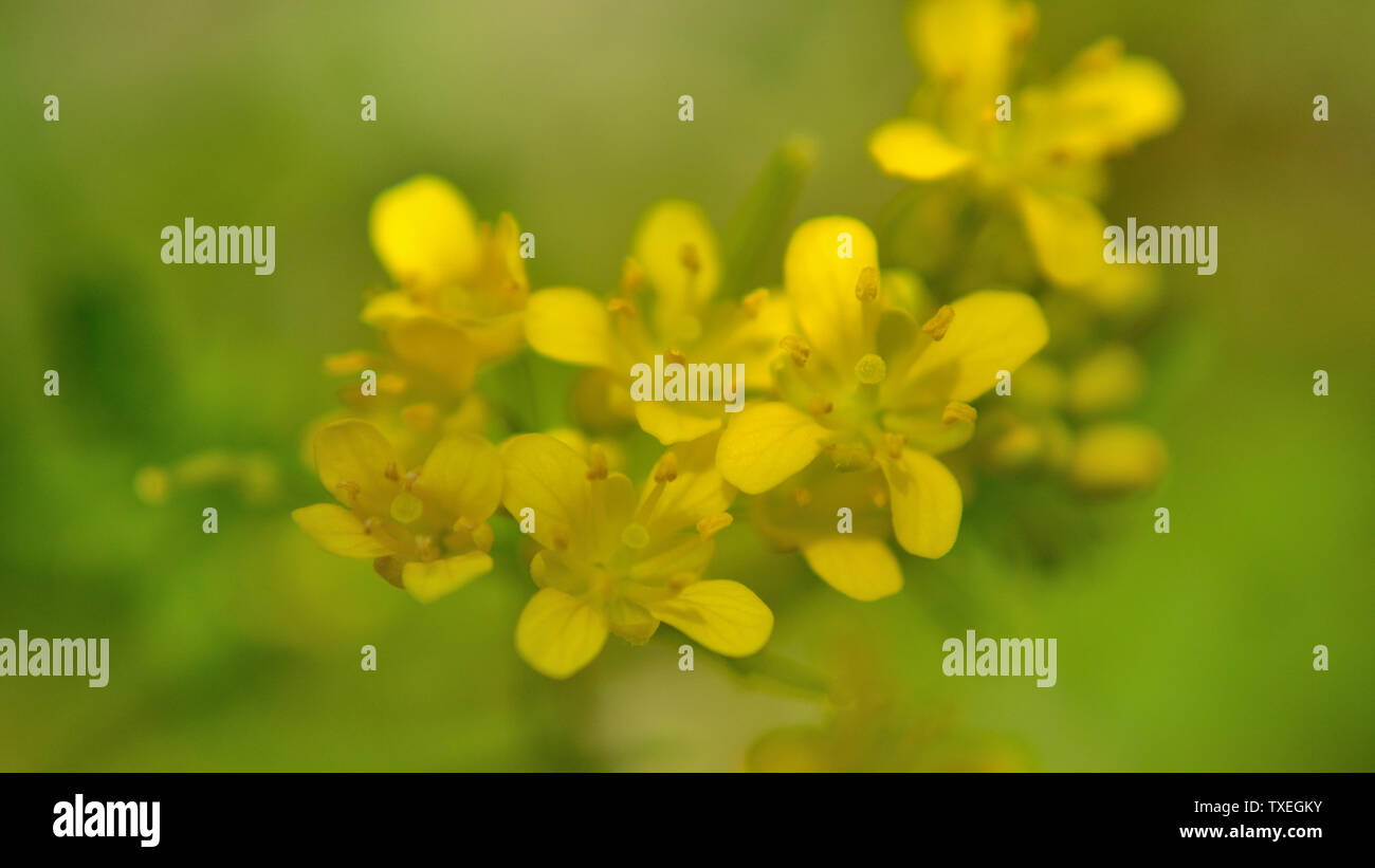 Razzo giallo Barbarea vulgaris fiori Foto Stock