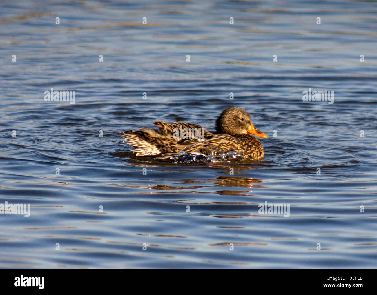 Bellissima femmina Mallard duck nuoto con gonfi piume nel lago. Arancio brillante becco, distinto ala blu stripe. Immagine invernale, acqua blu Foto Stock