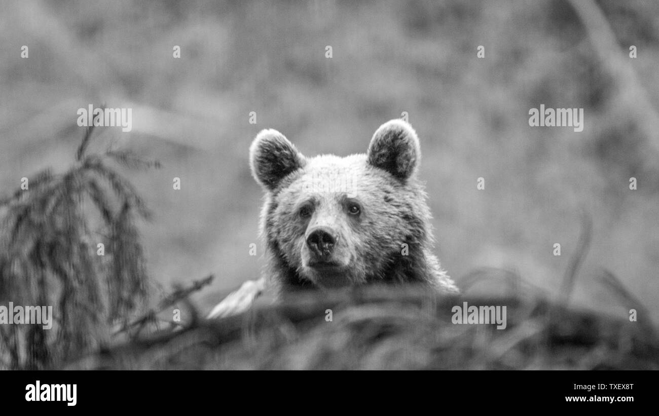 Giovani orso bruno in wild- Romania Foto Stock