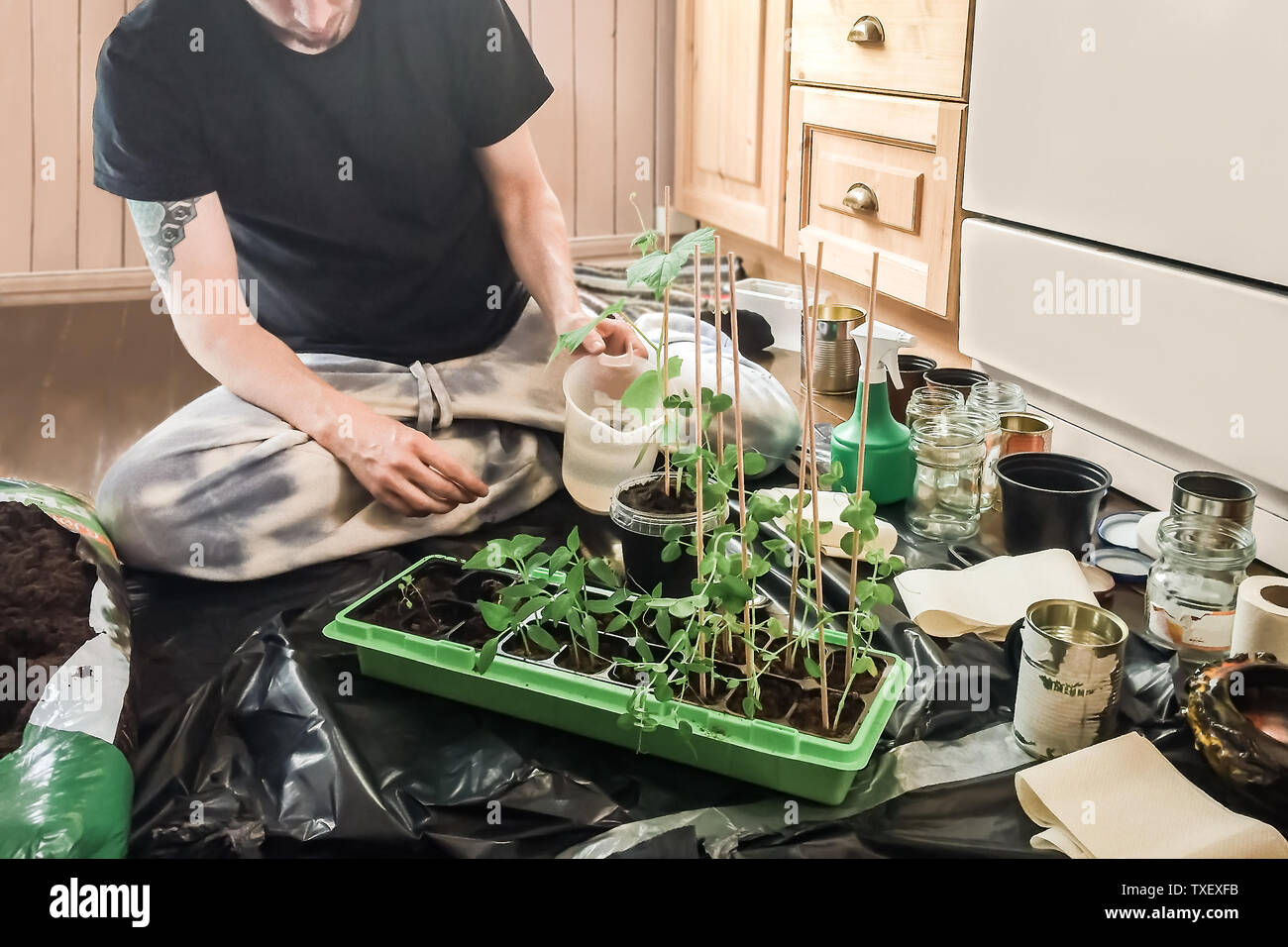 Giovani hipster uomo semina e irrigazione verde sano neve naturale piselli piante in contenitore per piante e riciclato potts con fresco terreno organico Foto Stock