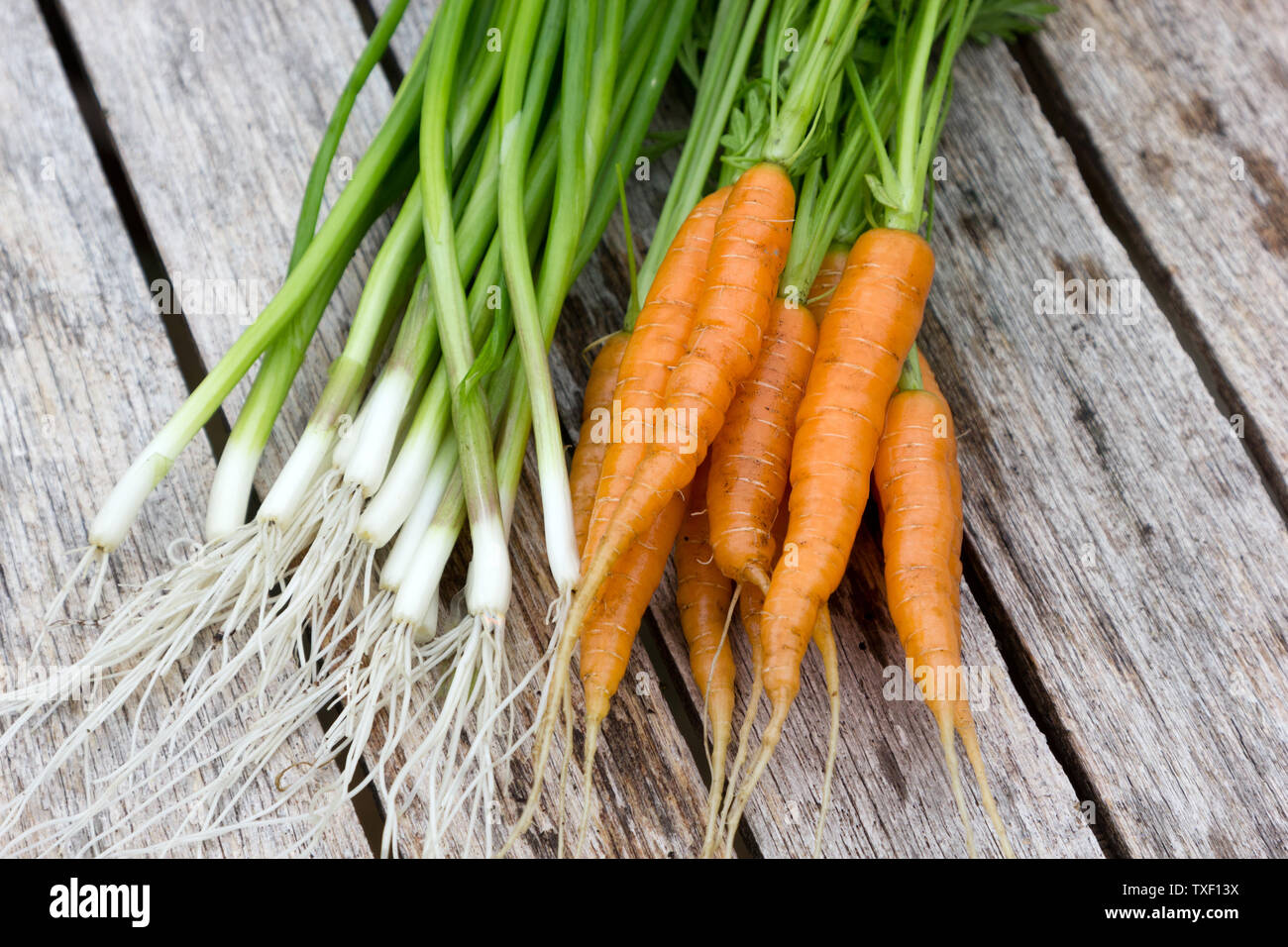 Baby carote e insalata di cipolle su un tavolo Foto Stock