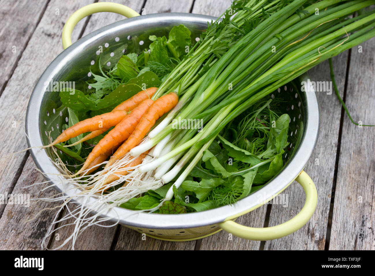 Fresca insalata di giovani con il bambino di carote e cipolle insalata in uno scolapasta Foto Stock