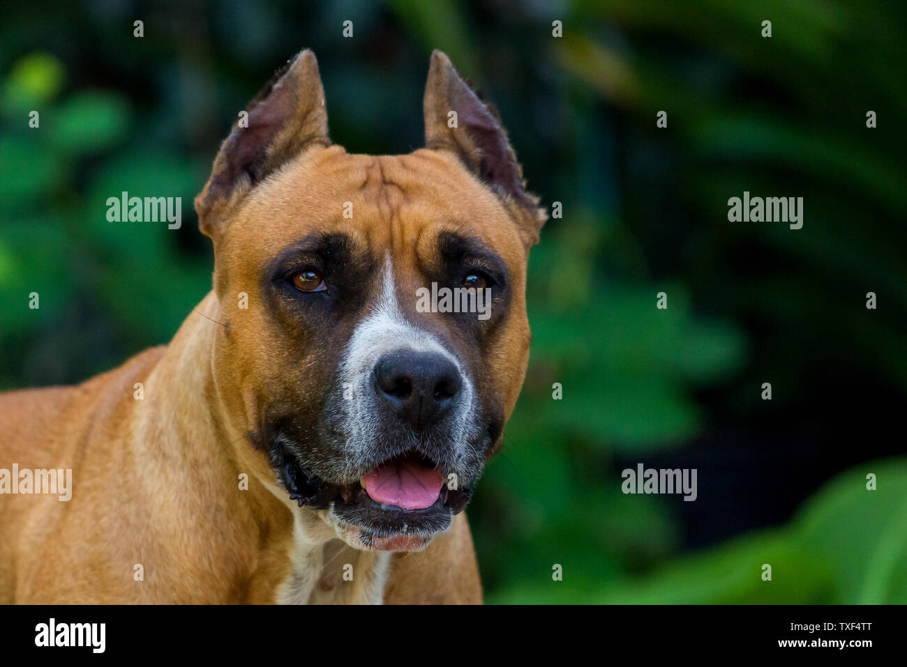 Closeup ritratto di staffordshire terrier. American Staffordshire nel parco o giardino. Foto Stock