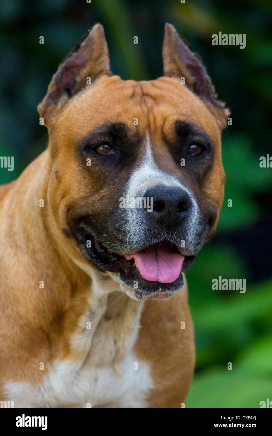 Closeup ritratto di staffordshire terrier. American Staffordshire nel parco o giardino. Foto Stock