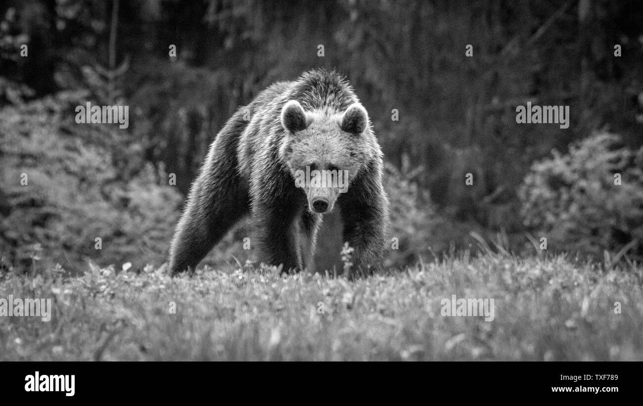 Giovani orso bruno in wild- Romania Foto Stock