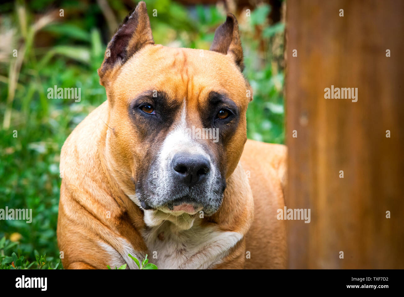 Closeup ritratto di staffordshire terrier. American Staffordshire nel parco o giardino. Foto Stock