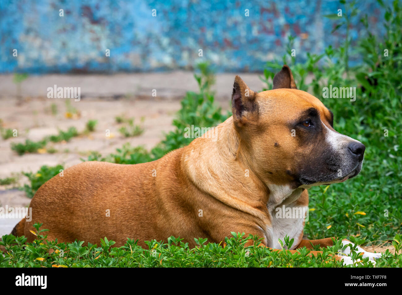 Closeup ritratto di staffordshire terrier. American Staffordshire nel parco o giardino. Foto Stock