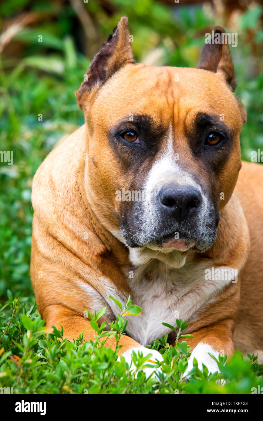 Closeup ritratto di staffordshire terrier. American Staffordshire nel parco o giardino. Foto Stock