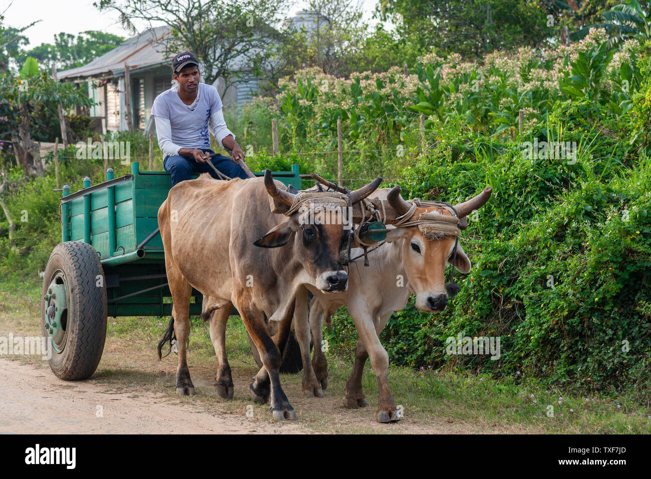Coltivatore di tabacco con un paio di buoi tirando un vecchio carrello nel paesaggio rurale di San Juan y Martinez, Pinar del Rio Provincia, Cuba Foto Stock