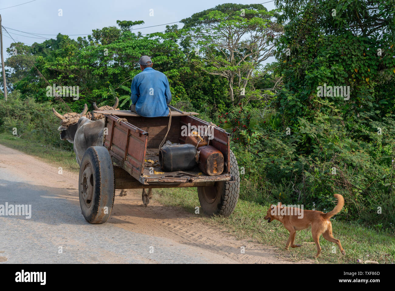 Coltivatore di tabacco con un paio di buoi e il suo cane tirando un vecchio carrello nel paesaggio rurale di San Juan y Martinez, Pinar del Rio Provincia, Cuba Foto Stock