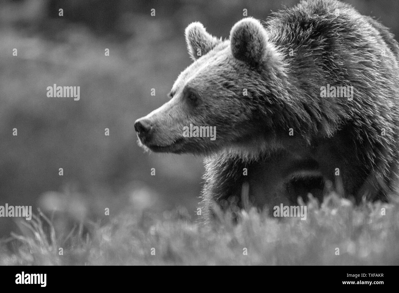 Giovani orso bruno in wild- Romania Foto Stock