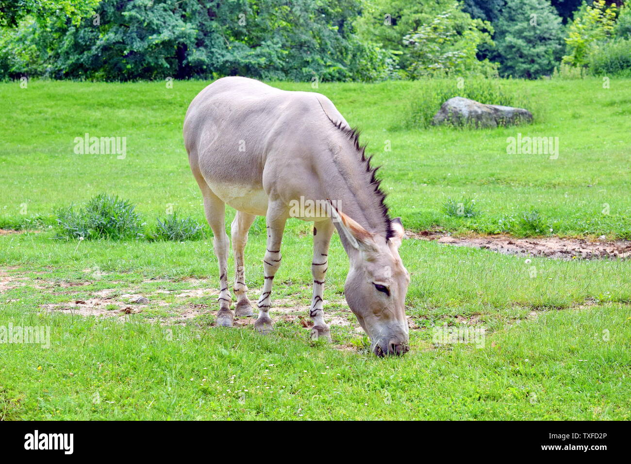 Somale asino selvaggio di Equus asinus Somalicus su pascolo Foto Stock