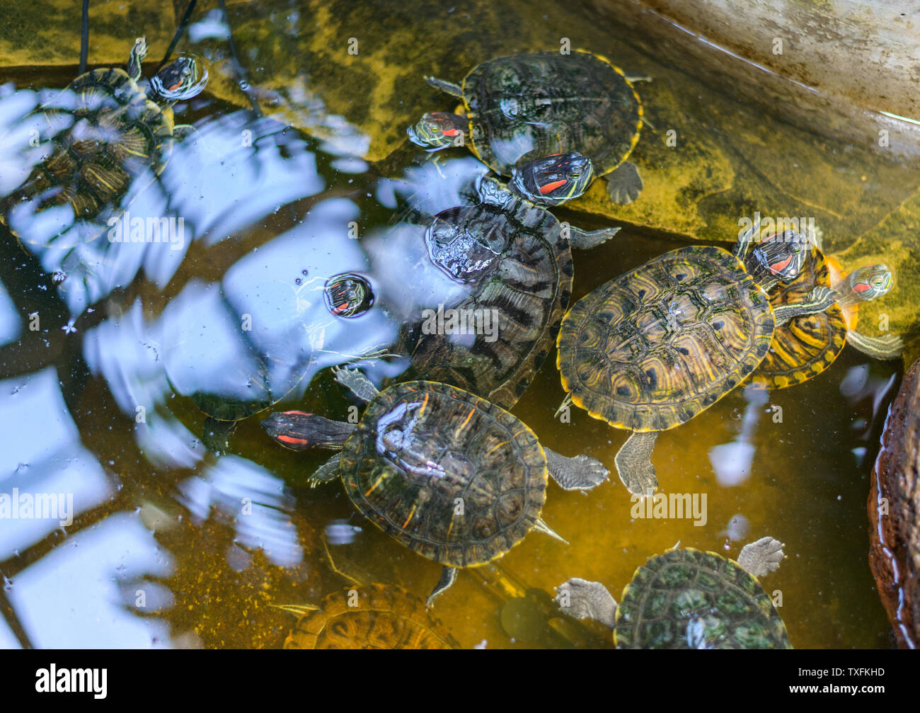 Tartarughe Trachemys scripta o stagno con cursore rosso-eared slider nel terrarium. Messa a fuoco selettiva. Foto Stock