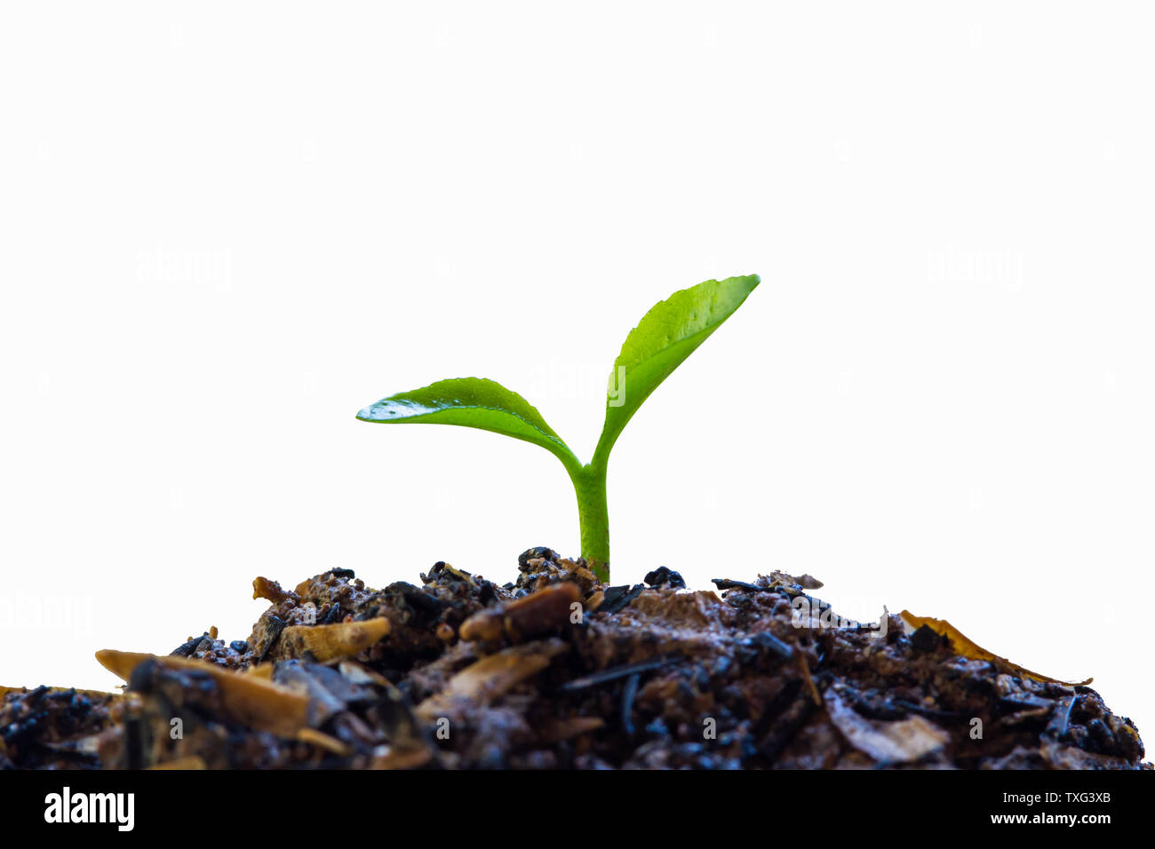 Un concetto di crescita o di nuovo inizio. un germoglio che cresce su un buon terreno isolato su sfondo bianco. Foto Stock