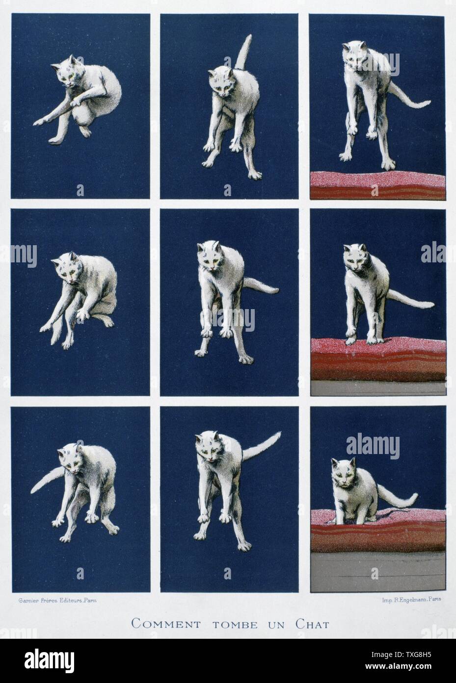 Serie di fotogrammi di un gatto che rientrano la cinematografia da Muybridge e Marey per studiare la locomozione di animali da 'Les dernieres merveilles de la science" (le ultime meraviglie della scienza) - Parigi Foto Stock