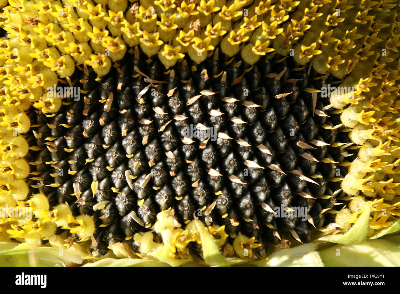 Mature di semi di girasole. Primo piano dei semi e fiore Foto Stock