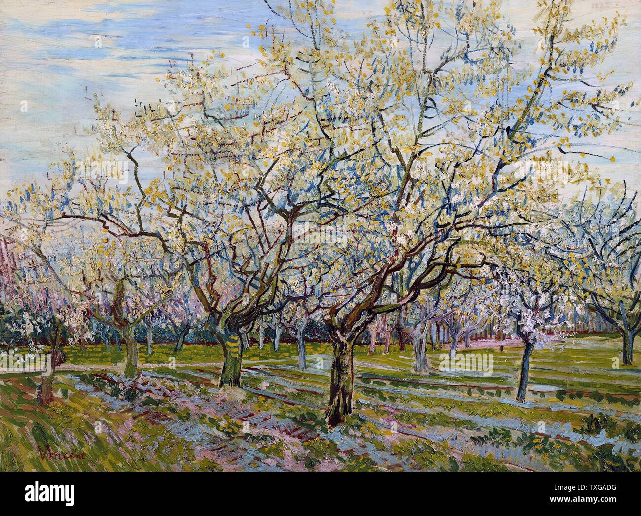 Vincent van Gogh scuola olandese il bianco Orchard Aprile 1888 olio su tela (60 x 81 cm) di Amsterdam, il Museo di Van Gogh Foto Stock