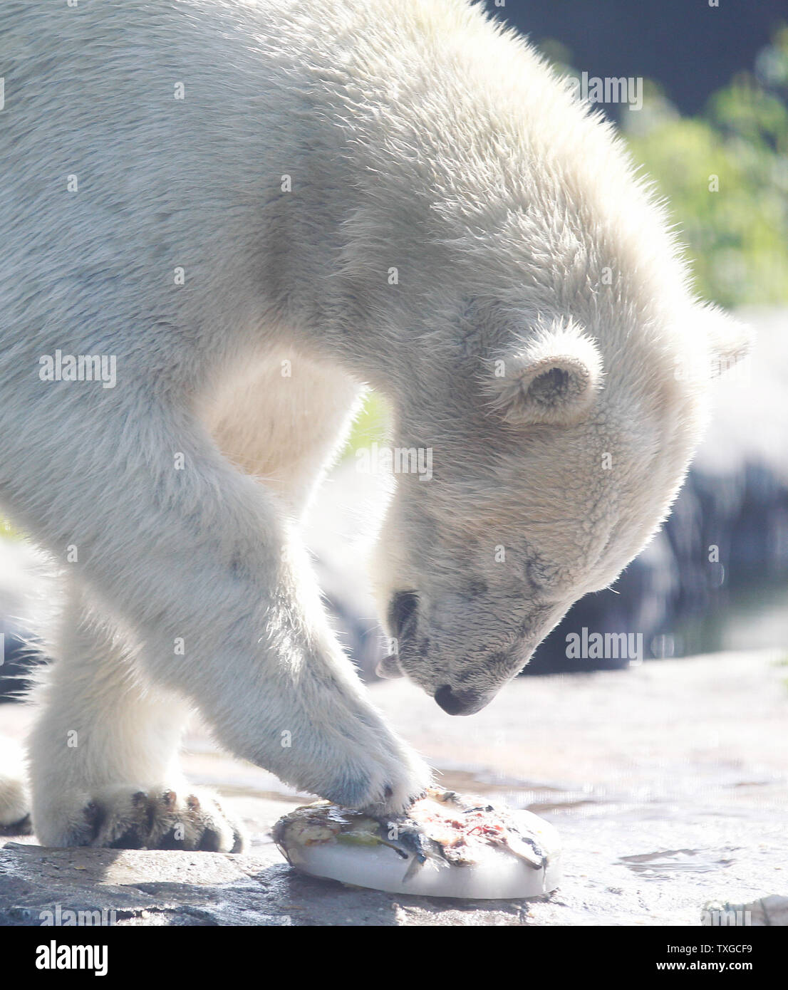 Gelsenkirchen (Germania). Il 25 giugno, 2019. 25 giugno 2019, della Renania settentrionale-Vestfalia, Gelsenkirchen: l'orso polare Nanook ragazza mangia una torta gelato al di sopra dei 30 gradi la temperatura esterna nell'esperienza di Zoom mondo. Oggi potrebbe essere il giorno più caldo dell'anno nella Renania settentrionale-Vestfalia. Foto: Roland Weihrauch/dpa Credito: dpa picture alliance/Alamy Live News Foto Stock