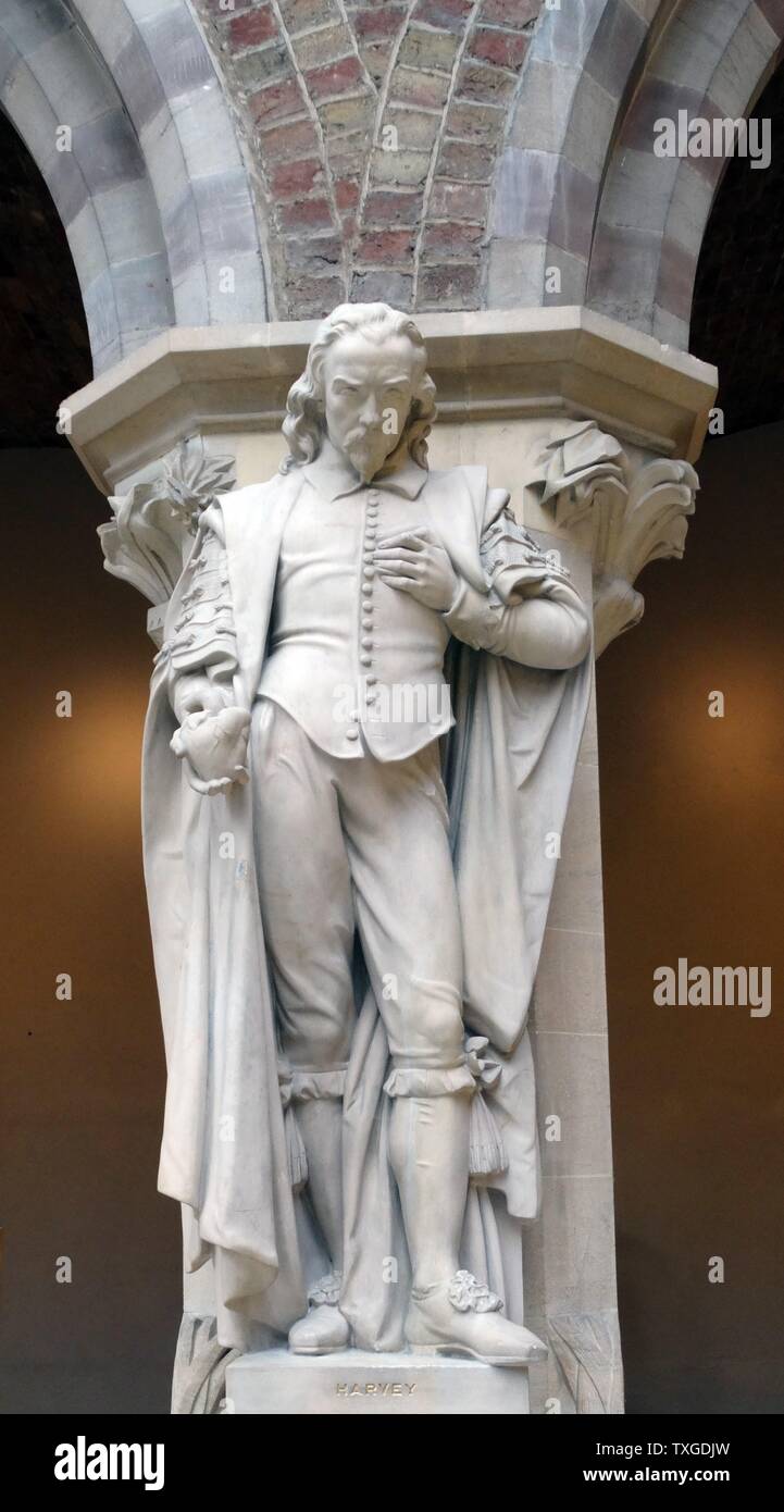 Statua di William Harvey (1578-1657) medico inglese. Datata 2009 Foto Stock