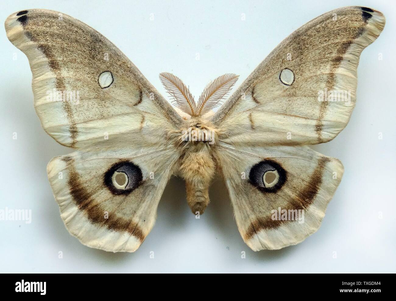 Antheraea Polifemo, American Silkworm, membro della famiglia Saturniidae. Datata 1775 Foto Stock