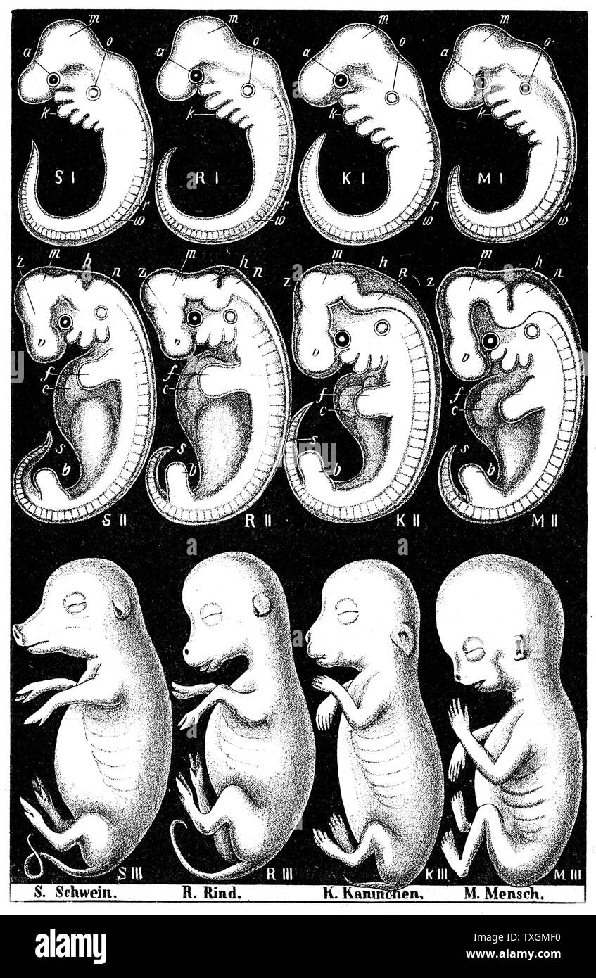 Haeckel il confronto di embrioni di suino, mucca, coniglio e uomo. La fila superiore, tutti gli embrioni visualizza gill feritoia in corrispondenza o, dimostrando la sua ricapitolazione teoria: un embrione durante lo sviluppo (ontogenesi) diplays tutta la storia evolutiva della specie (Phylogeny). "Ontogenesi ricapitola Phylogeny' . Da Ernst Haeckel "l'evoluzione dell'uomo', quinta edizione, London, 1910 Foto Stock