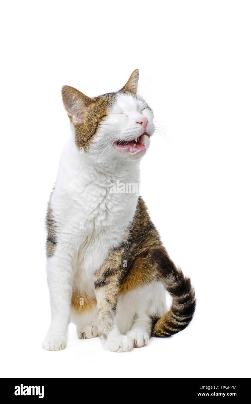 Carino tabby cat sbadigli. Isolato su sfondo bianco. Foto Stock