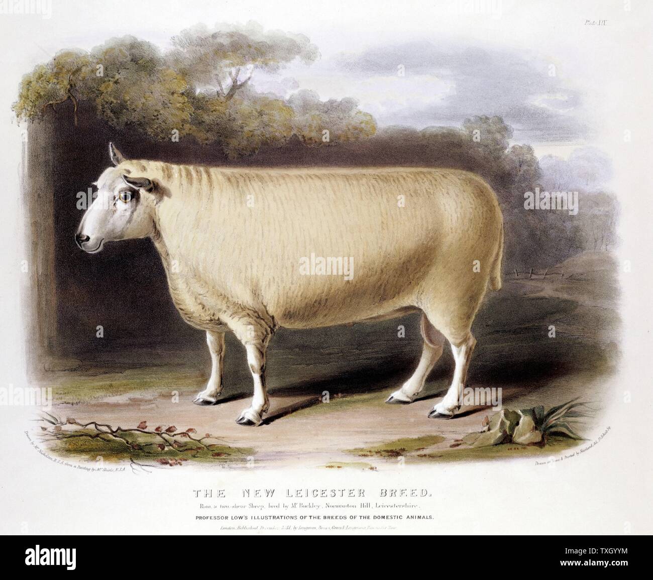 Nuovo Leicester (Dishley) di ram. Questa razza di pecore creato attraverso la riproduzione selettiva di Robert Bakewell (1725-95) sulla sua azienda al Dishley, Leicestershire. Mano litografia colorata 1842 Foto Stock