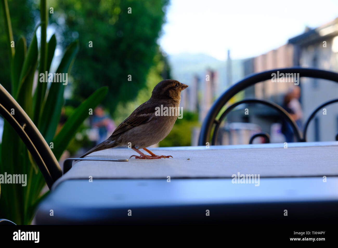 Sparrow su un tavolo Foto Stock