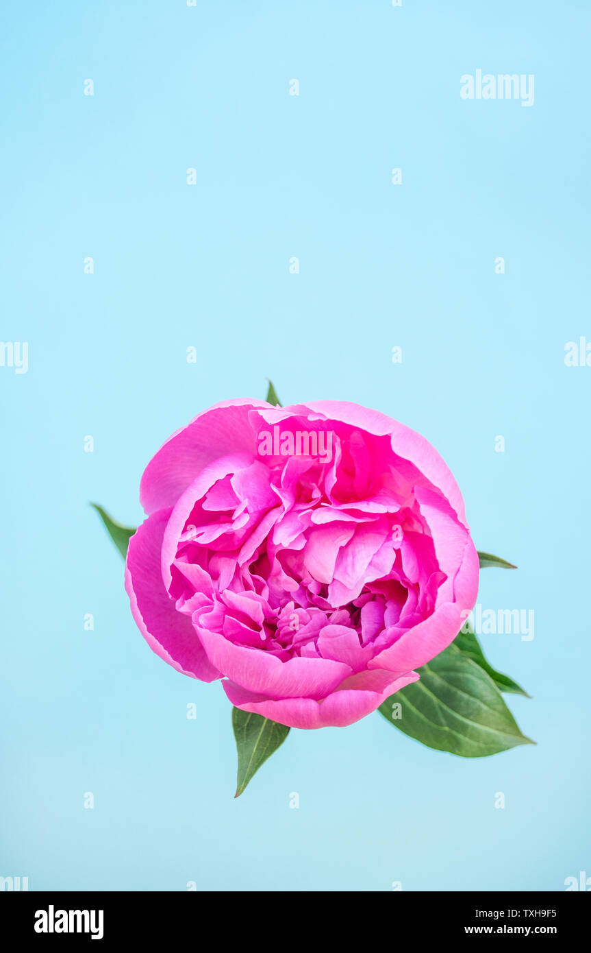 Piatto di laici di un bel colore rosa peonia fiore su sfondo blu con copyspace. Foto Stock