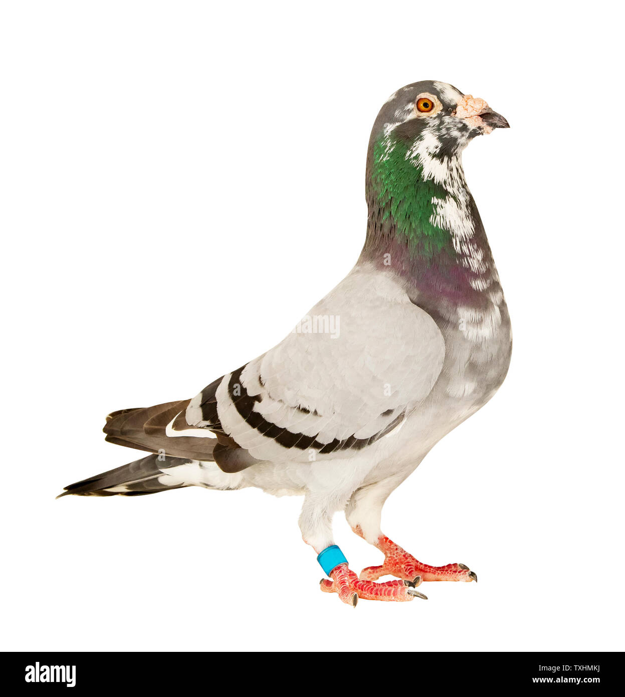 Corpo pieno di maschio speed racing pigeon isolato sfondo bianco Foto Stock