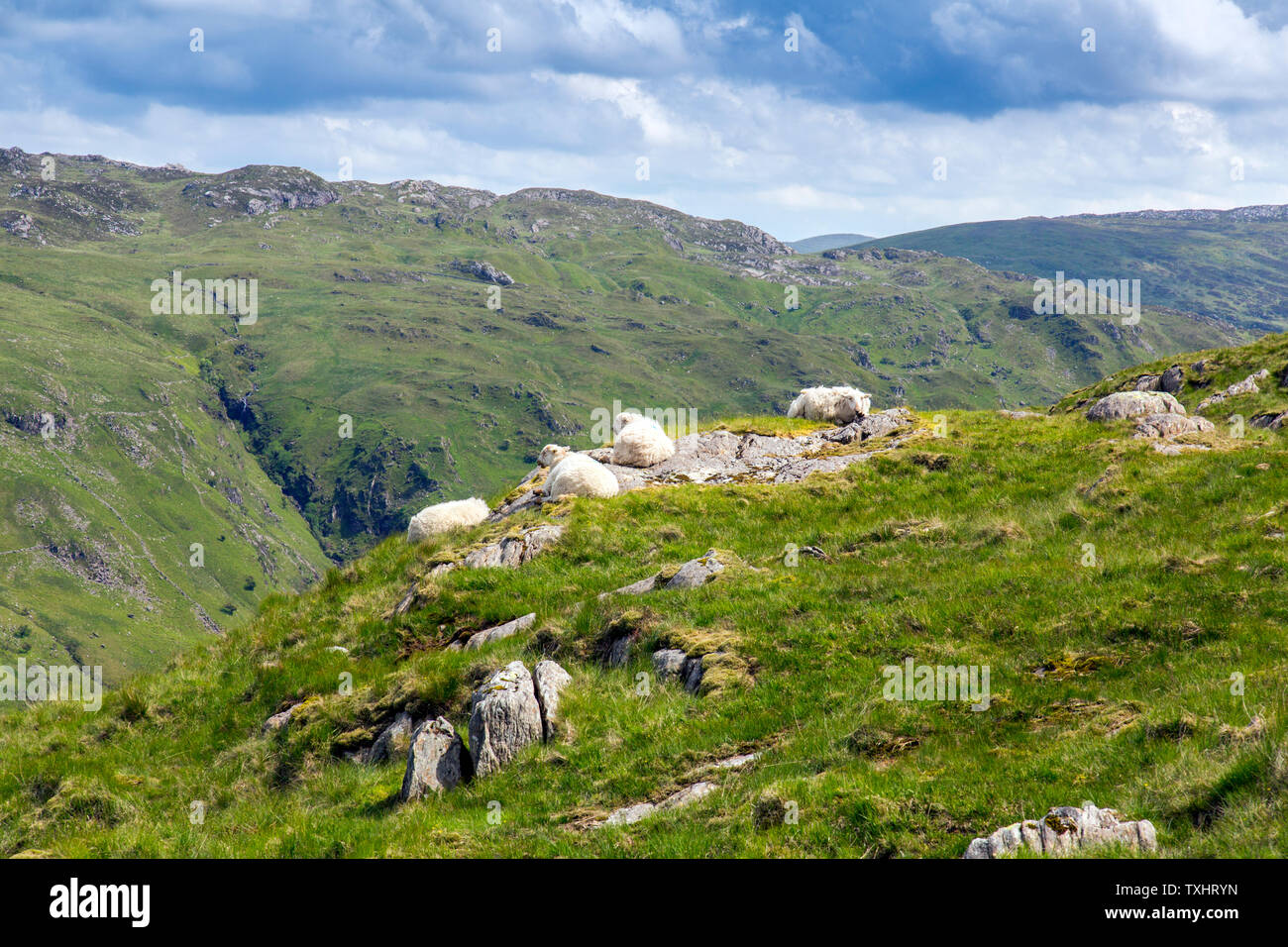 Il Gallese le pecore di montagna di riposo in thr sunshine su rocce calde accanto alla via dei minatori, Parco Nazionale di Snowdonia, Gwynedd, Wales, Regno Unito Foto Stock