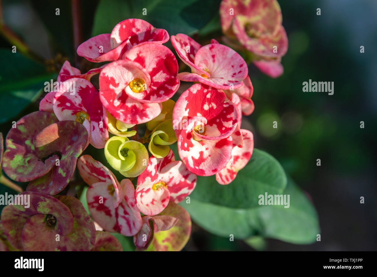 Fioritura di colore rosso e bianco di Euphorbia milii. Bali, Indonesia. Foto Stock