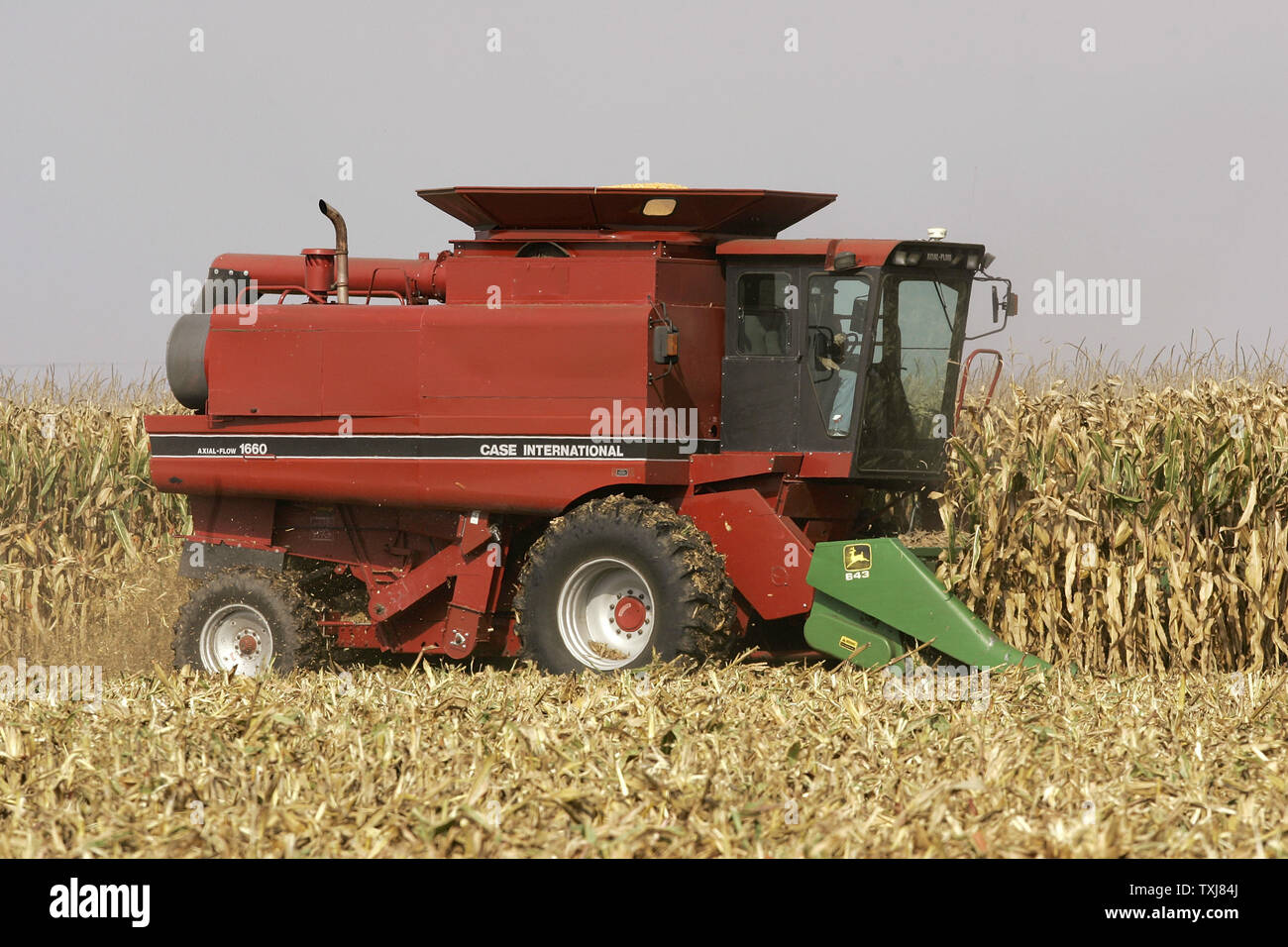 Brad Weber mais raccolti sulla terra egli affitti vicino Manteno, Illinois, il 20 ottobre 2008. Weber fattorie 450 acri a tempo parziale ma spera di acquisire più di terra in modo che egli possa essere a tempo pieno un agricoltore. Mais per dicembre consegna rose $0,155 per staio presso il Chicago Board of Trade chiudendo a $4,185 Lunedì come il rimbalzo dei mercati dell'olio cambio di messa a fuoco per gli investitori di commodities. (UPI foto/Brian Kersey) Foto Stock