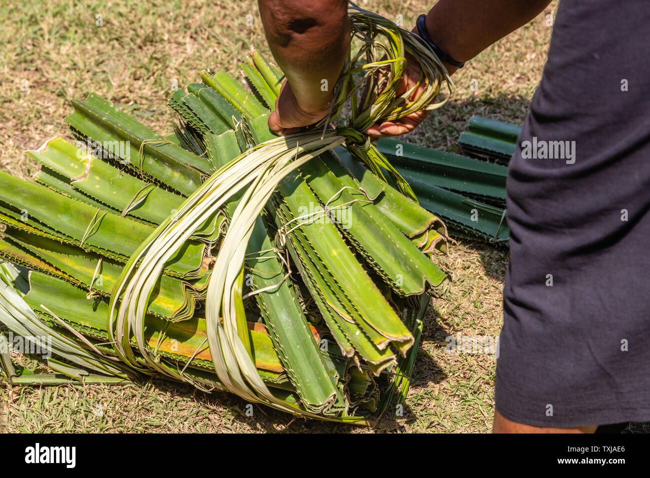 Foglie di Pandan preparate per la cerimonia 'guerra di Pandan' PerangPandan (mekare-kare) a Bali Aga villaggio Tenganan Pegringsingan a Karangasem, Bali, Indonesia Foto Stock