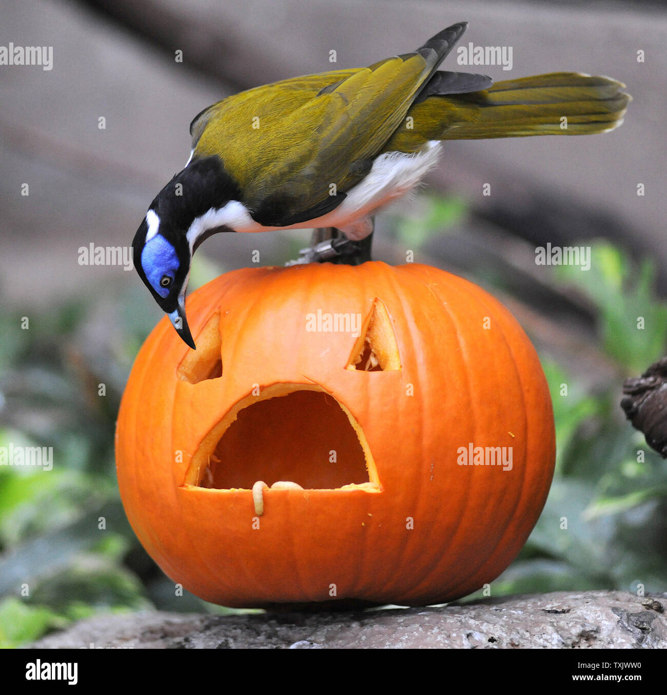 Un blu-di fronte honeyeater gode di un trattamento di Halloween riempito con gustosi waxworms presso Brookfield Zoo in Brookfield, Illinois il 27 ottobre 2013. UPI/Jim Schulz/Chicago Zoological Society Foto Stock