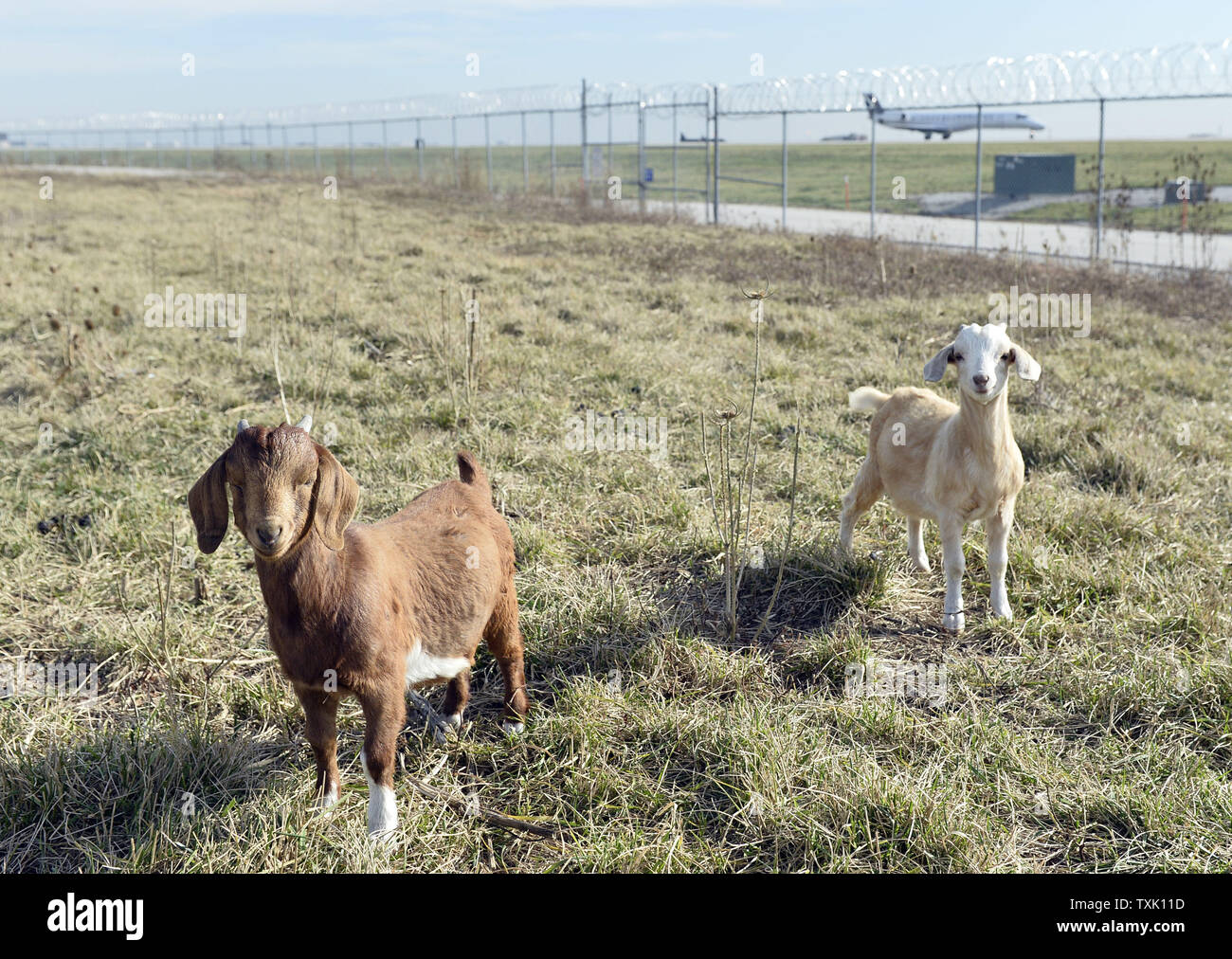 Due capre pascolano all'Aeroporto Internazionale O'Hare's north end come un aereo atterra il 5 novembre 2014 a Chicago. O'Hare's allevamento di capre, pecore, lama, alpaca e burros mantenere le sezioni distributore dell'aeroporto che sono di difficile accesso con le tradizionali apparecchiature di falciatura e sono parte di un host di verde iniziative intraprese presso l'aeroporto. UPI/Brian Kersey Foto Stock