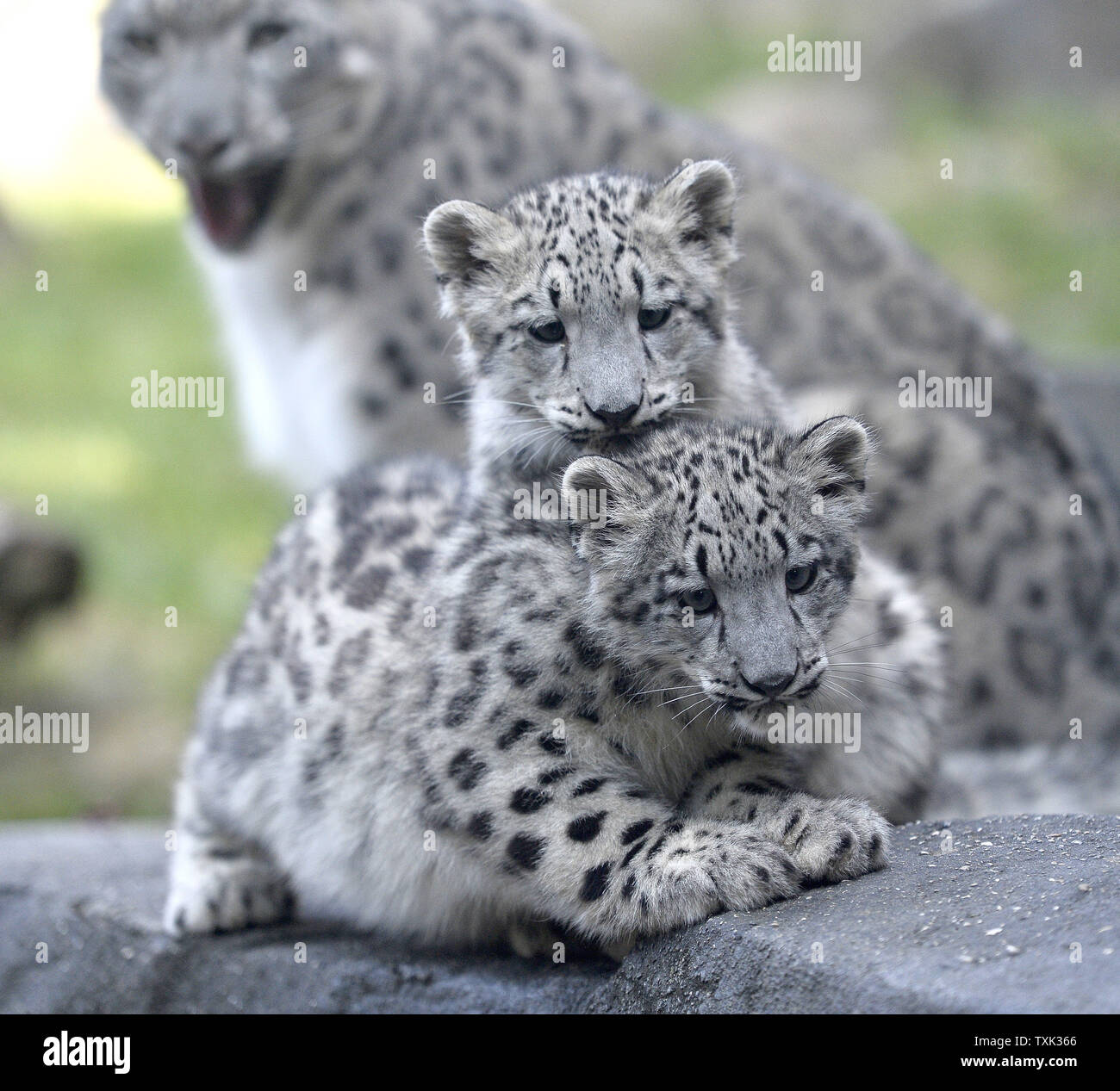 Due di quattro mesi femmina vecchio snow leopard cubs giocare sotto l'occhio vigile del loro madre Sarani come fanno il loro debutto in pubblico in corrispondenza di Brookfield Zoo il 7 ottobre 2015 in Brookfield, Illinois. I due cuccioli nati a 4-anno-vecchia madre Sarani e 5-anno-vecchio padre Sabu il 16 giugno 2015 presso il Chicago suburbana zoo come parte di un'associazione sulla base di una raccomandazione della Associazione dei giardini zoologici e gli acquari " Snow Leopard specie piano di sopravvivenza per aumentare una geneticamente diversi e stabile dal punto di vista geografico la popolazione di questa specie in via di estinzione. Foto di Brian Kersey/UPI Foto Stock