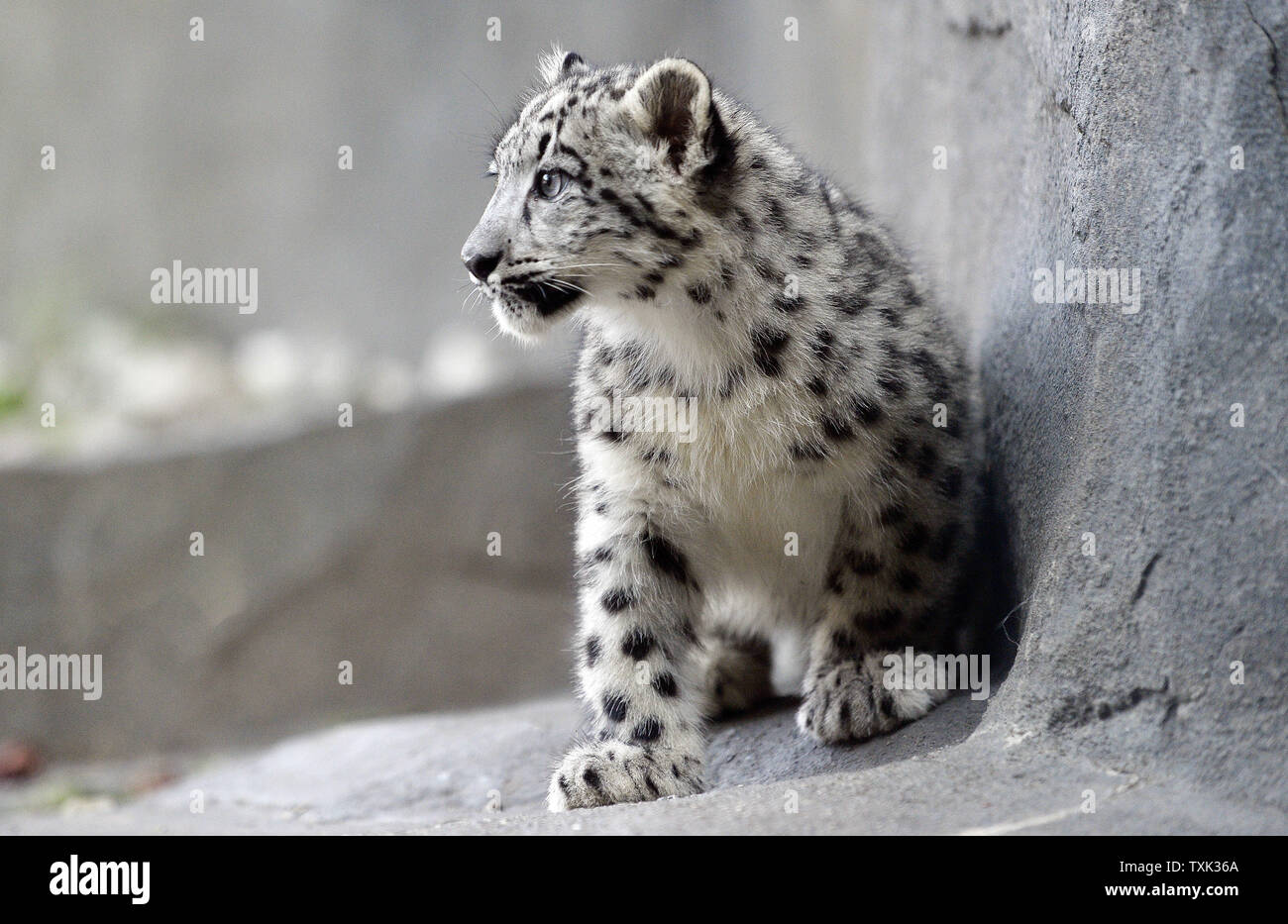 Uno dei due di quattro mesi femmina vecchio snow leopard cubs esplora il suo spazio di habitat come lei e sua sorella fanno il loro debutto in pubblico in corrispondenza di Brookfield Zoo il 7 ottobre 2015 in Brookfield, Illinois. I due cuccioli nati a 4-anno-vecchia madre Sarani e 5-anno-vecchio padre Sabu il 16 giugno 2015 presso il Chicago suburbana zoo come parte di un'associazione sulla base di una raccomandazione della Associazione dei giardini zoologici e gli acquari " Snow Leopard specie piano di sopravvivenza per aumentare una geneticamente diversi e stabile dal punto di vista geografico la popolazione di questa specie in via di estinzione. Foto di Brian Kersey/UPI Foto Stock