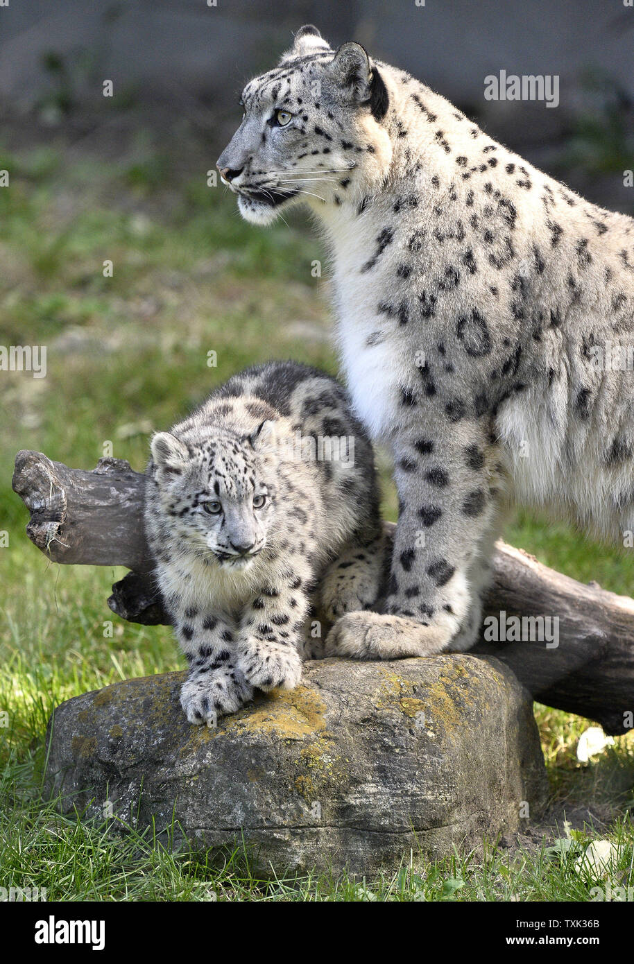 Sarani (R) stand su uno dei suoi due di quattro mesi femmina vecchio snow leopard cubs come i cubs fanno il loro debutto in pubblico in corrispondenza di Brookfield Zoo il 7 ottobre 2015 in Brookfield, Illinois. I due cuccioli nati a 4-anno-vecchia madre Sarani e 5-anno-vecchio padre Sabu il 16 giugno 2015 presso il Chicago suburbana zoo come parte di un'associazione sulla base di una raccomandazione della Associazione dei giardini zoologici e gli acquari " Snow Leopard specie piano di sopravvivenza per aumentare una geneticamente diversi e stabile dal punto di vista geografico la popolazione di questa specie in via di estinzione. Foto di Brian Kersey/UPI Foto Stock