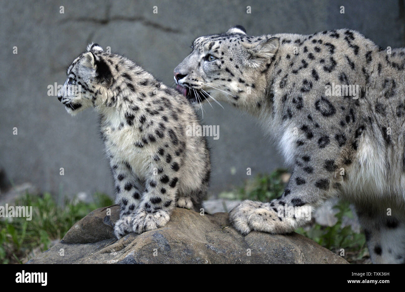 Sarani (R) pulisce uno dei suoi due di quattro mesi femmina vecchio snow leopard cubs come i cubs fanno il loro debutto in pubblico in corrispondenza di Brookfield Zoo il 7 ottobre 2015 in Brookfield, Illinois. I due cuccioli nati a 4-anno-vecchia madre Sarani e 5-anno-vecchio padre Sabu il 16 giugno 2015 presso il Chicago suburbana zoo come parte di un'associazione sulla base di una raccomandazione della Associazione dei giardini zoologici e gli acquari " Snow Leopard specie piano di sopravvivenza per aumentare una geneticamente diversi e stabile dal punto di vista geografico la popolazione di questa specie in via di estinzione. Foto di Brian Kersey/UPI Foto Stock