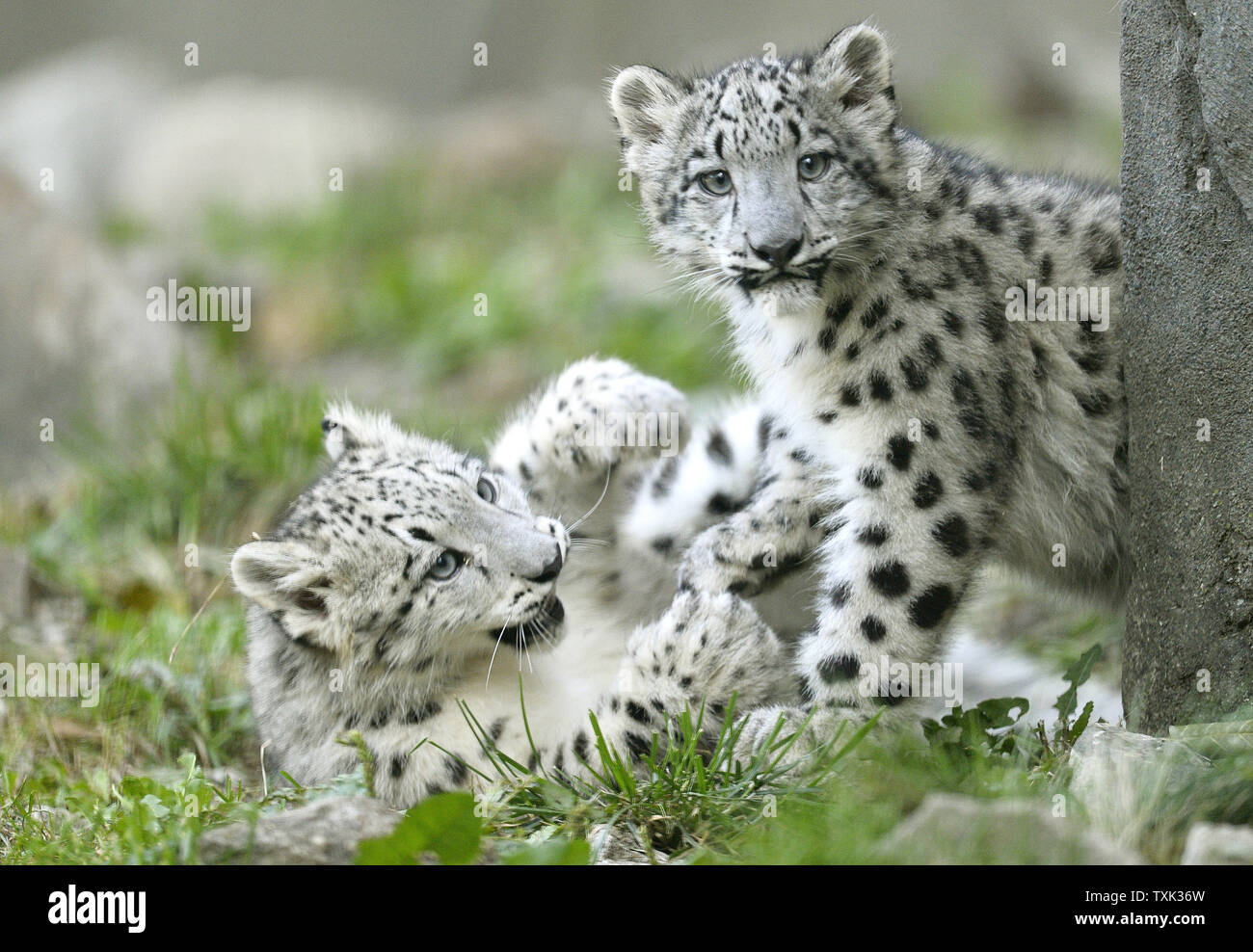 Due di quattro mesi femmina vecchio snow leopard cubs giocare in pubblico per la prima volta in corrispondenza di Brookfield Zoo il 7 ottobre 2015 in Brookfield, Illinois. I due cuccioli nati a 4-anno-vecchia madre Sarani e 5-anno-vecchio padre Sabu il 16 giugno 2015 presso il Chicago suburbana zoo come parte di un'associazione sulla base di una raccomandazione della Associazione dei giardini zoologici e gli acquari " Snow Leopard specie piano di sopravvivenza per aumentare una geneticamente diversi e stabile dal punto di vista geografico la popolazione di questa specie in via di estinzione. Foto di Brian Kersey/UPI Foto Stock