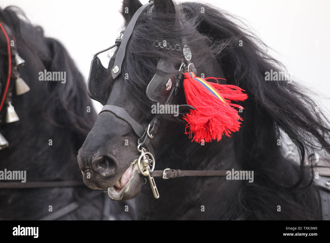 Dettagli con un ornato cavallo in Romania rurale Foto Stock