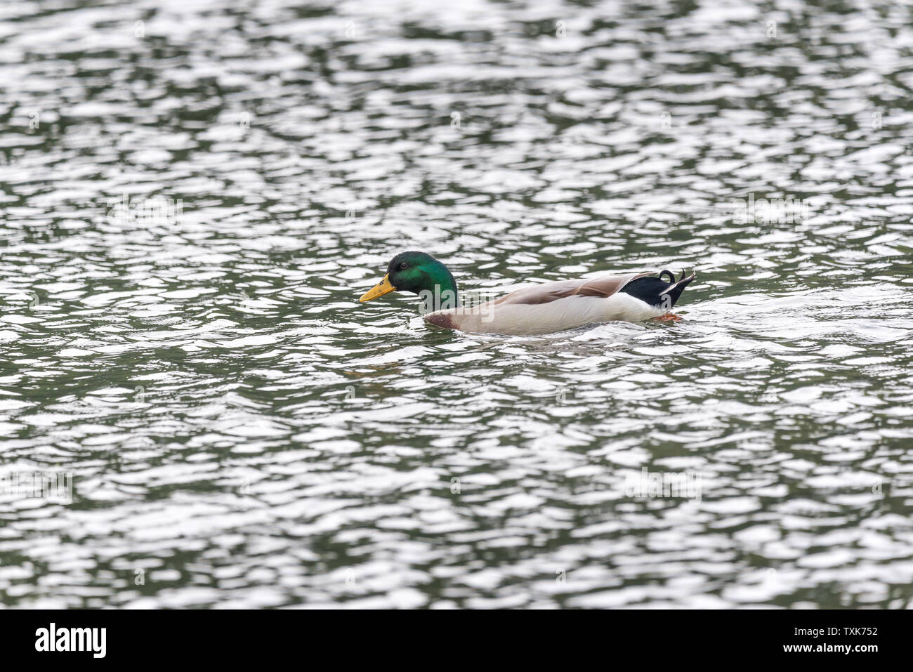 Anatra in lago Foto Stock
