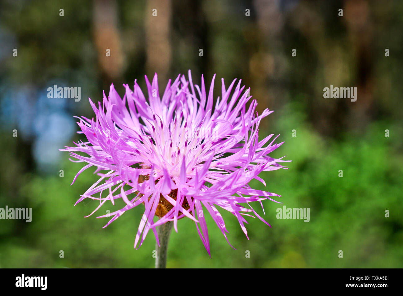 Wild fiori lilla - Fiordaliso (Centaurea pulcherrima). Utile di piante  ornamentali e di piante medicinali Foto stock - Alamy