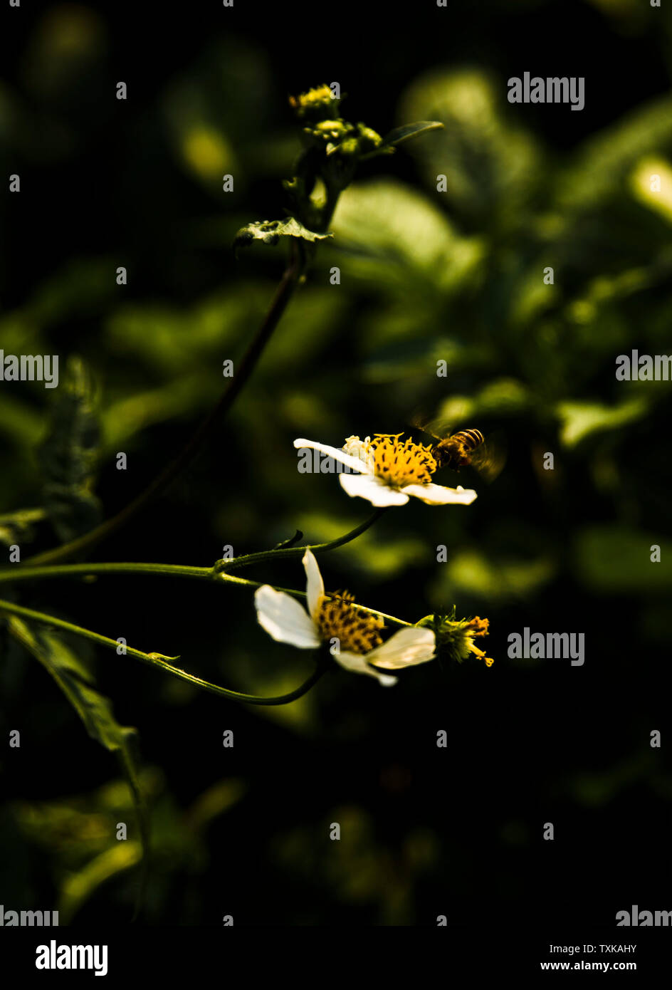 Fiori, giardini, natura, rose, piante, fiori, colori, foglie, fiori, petali, bellezza, estate, nessuno, close-up, luminoso, ornamenti (architettura), vibranti, amare, botanici, wedding Foto Stock