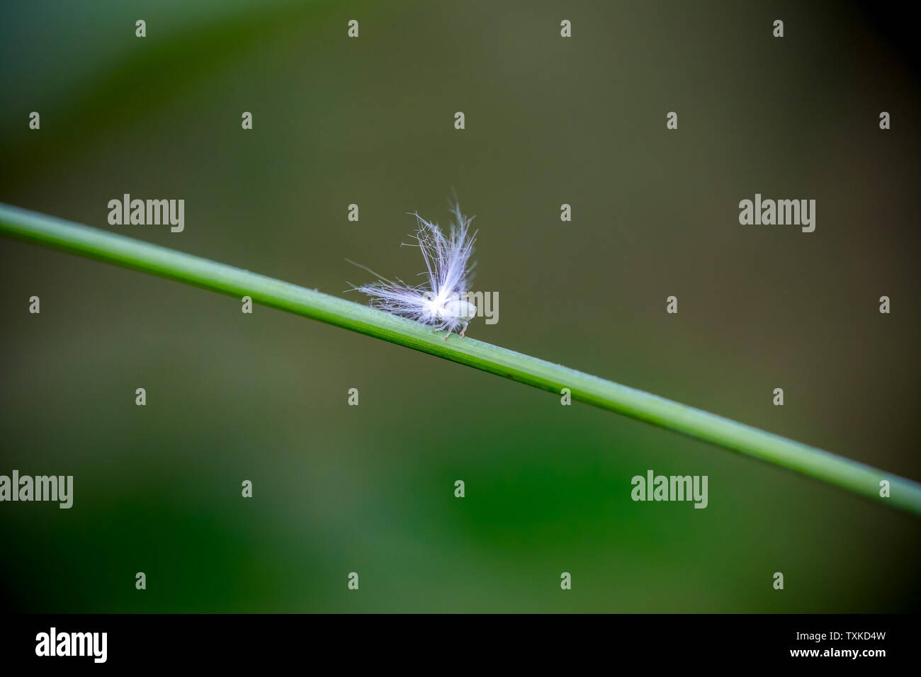 Le larve di cera alato cicale Foto Stock